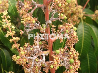 Oidium mangiferae